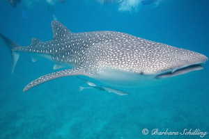 My first whale shark on digital camera ... finally ;-) by Barbara Schilling 